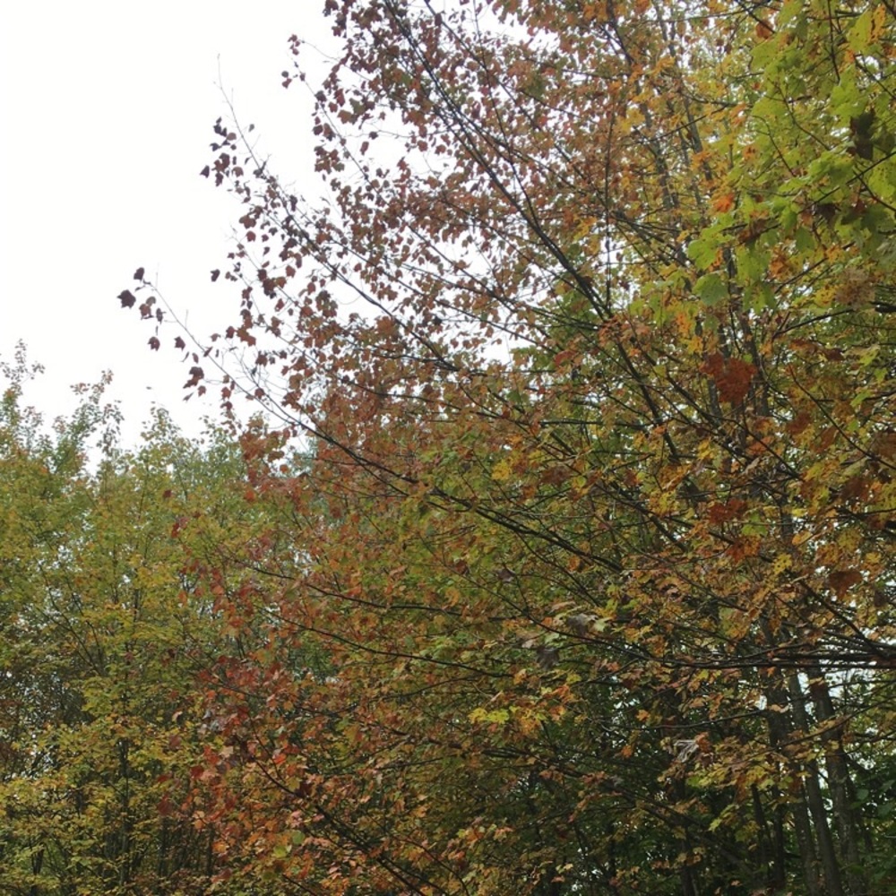 Meet your Posher, Cecilia